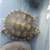 2 small turtles need  good home 1 thumbnail
