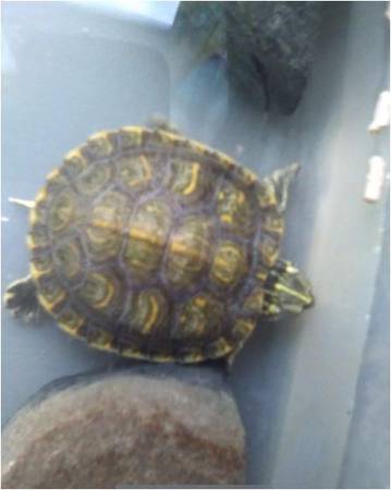 2 small turtles need  good home 1