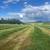 high quality mixed grass small bale hay 4 thumbnail