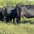 HERD SELLOUT 12 Bred Cows 2 thumbnail