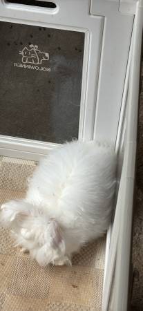Free angora male rabbit 1