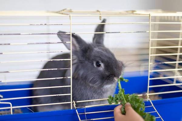 Small Pets Hostel In Surat 1