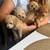Toy poodle 5 thumbnail