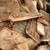 Slab firewood $150 2 thumbnail