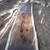 Black Walnut Live Edge Slabs 6 thumbnail