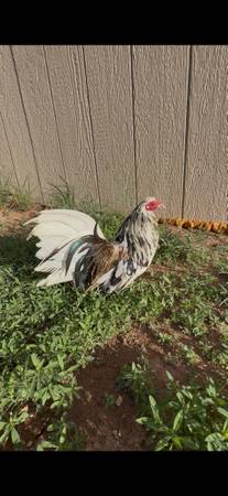 Aztecas 1
