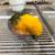 Sun Conure 2 thumbnail