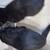 Adorable kittens 8 thumbnail