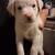 Puppy 1 thumbnail