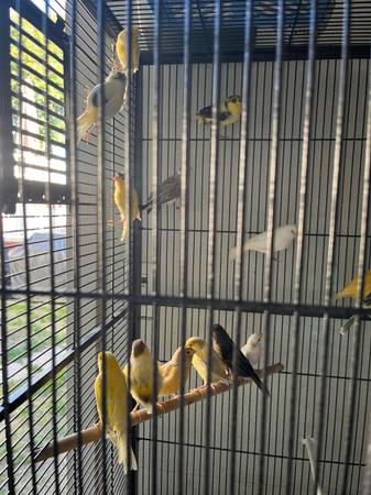 Rehoming Canaries, green singers, Mules63931429886083122