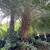 PALMS: Foxtails, Alexanders, Adonidias, and other plants 15 thumbnail