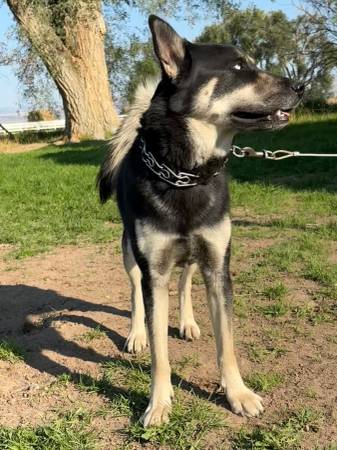 Husky - Rehoming to Good Family (Gridley)63848874750595121