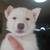 Husky Puppy 11 thumbnail
