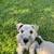 Miniature Schnauzers 4 thumbnail