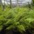 Australian Tree Fern 5 thumbnail