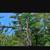 A Contract Climber-- Tree Work Specialist-- American Small Business 6 thumbnail