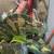 Reptiles for sale 11 thumbnail