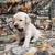 Goldadors (Golden Retriever/Labrador Retriever ) 4 thumbnail
