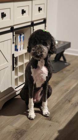 Golden Doodle for sale 1