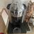 Nespresso Breville Vertuo / Coffee machine - great condition 1 thumbnail