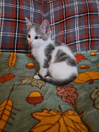 8 we old kittens (Middletown)63908215780099122
