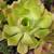 Mature Succulents For Landscaping 23 thumbnail