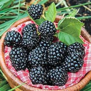 strawberry plants - trees - blueberry blackberry raspberry elderberry 1