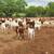 Boer Goat Commercial Seedstock Operation 10 thumbnail
