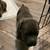 Cane Corso puppies 9 thumbnail
