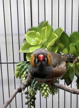 Large English Zebra Finches (Brooklyn)63875423465217121