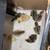Quail 2 thumbnail