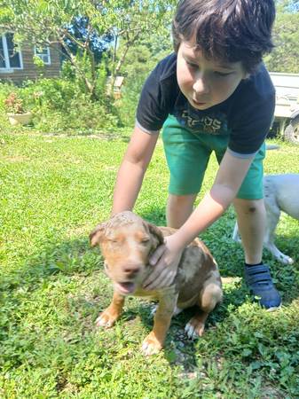 Cachorros mezcla de pastor australiano en venta (Paoli, Indiana)63658653462529121