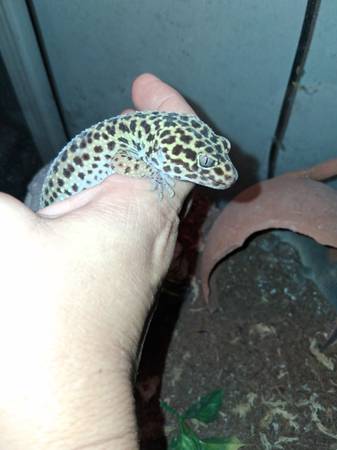 Leopard Geckos (Panama City)63932506815491120