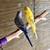 Parakeets available now $25 all colors 8 thumbnail