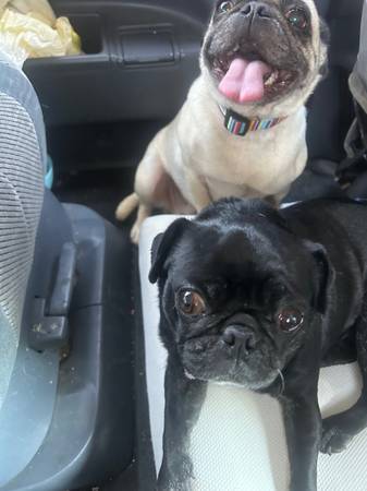 Pug (Sacramento)63848874953987122