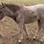 8 month old pony filly 2 thumbnail