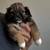 Shihpoo puppy 3 thumbnail