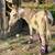 Mini Jenny Donkey 3 thumbnail