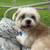 Missing dog please help 1 thumbnail