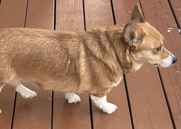 akc corgi63922852573827120