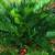 Zamia Floridana (Coontie) 3 thumbnail