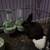 Rehoming 3 bunnies small fee 4 thumbnail