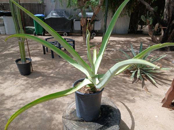 Large Octopus Agave. Great Accent Plant. No Thorns. Established in Pot 1