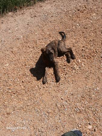 Dog (Booneville, Ms)63625228304897122