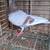 Racing pigeons/color homers 1 thumbnail
