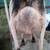 Alpine milk goats 8 thumbnail