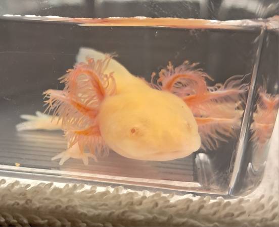 Juvenile axolotls available! (Warner Robins, Middle GA)63922480855042121