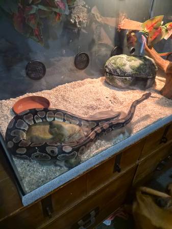 1 year old ball python with everything 1