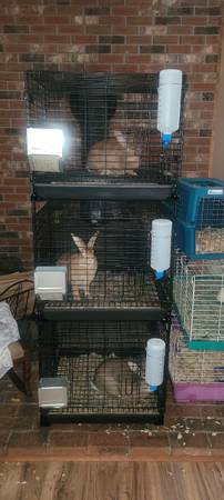3 rabbits for re-homing 1