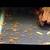 baby super red bristlenose plecos 2 thumbnail